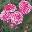 Роза миниатюрная ‘Pixie Gaudy’